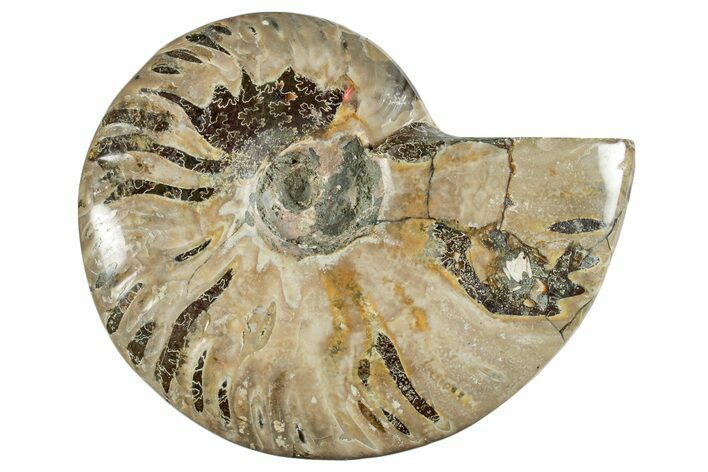 Polished Cretaceous Ammonite (Cleoniceras) Fossil - Madagascar #262123